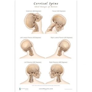 Cervical Spine Poster