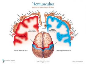 Homunculus and Thoracic Outlet Poster