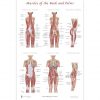 Muscles of the Back and Pelvis Poster