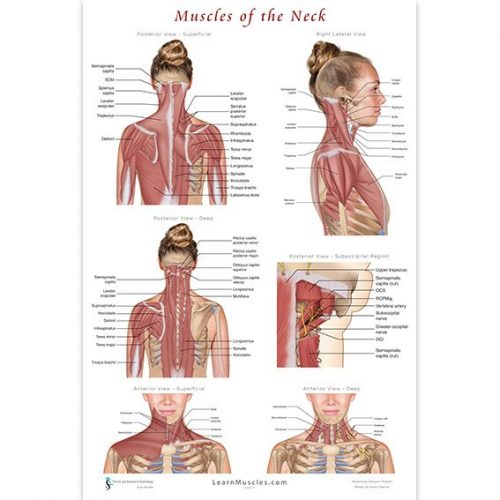 Muscles of the Neck Poster