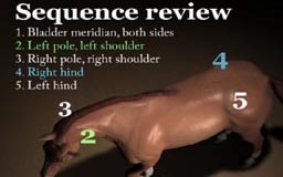 Equine Massage for Performance Horses