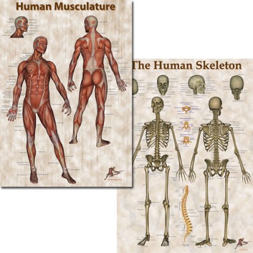 Human Musculature & Skeleton Poster