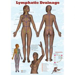 Lymphatic Drainage Poster