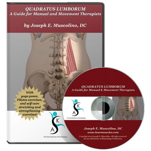 Quadratus Lumborum: A Guide for Manual and Movement Therapists